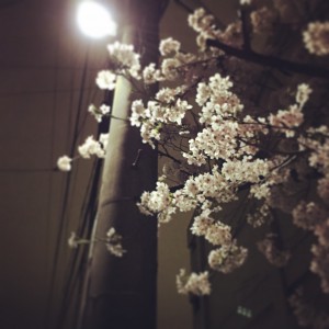 夜桜